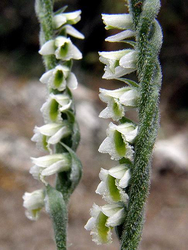 Autumn Lady's-tresses
